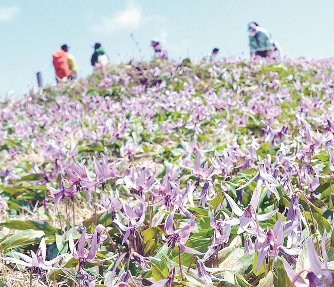 満開となったカタクリの花＝島根県奥出雲町、船通山