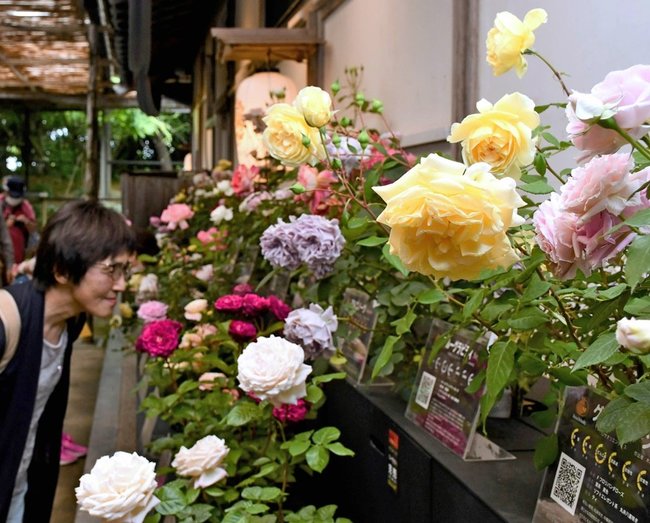 １００種のバラの色や香りを楽しむ来園者＝松江市八束町波入、由志園