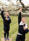 手を伸ばして梨の花に花粉を付ける児童＝島根県浜田市