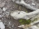 ザトウムシ（大山プロガイド協会提供）