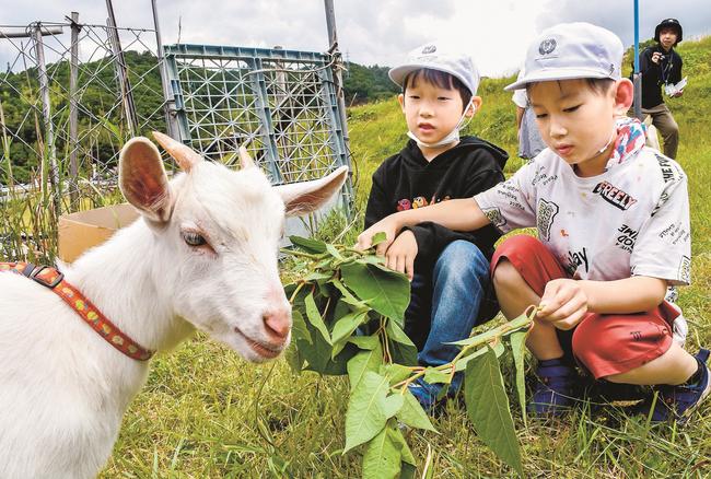 ヤギに餌の草を与える児童＝出雲市稗原町、石畑ヤギ牧場
