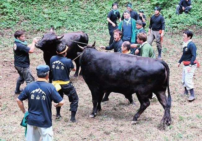 熱闘の末、引き分けで引き離される闘牛=島根県隠岐の島町上西、佐山牛突き場