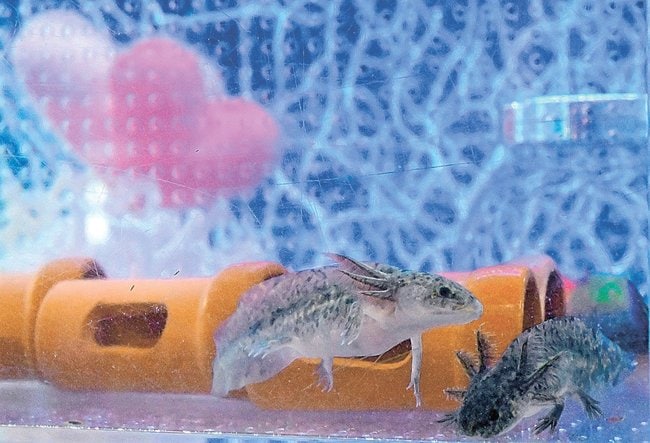 バレンタインデーに合わせて展示中のウーパールーパー＝鳥取市賀露町西３丁目、かにっこ館