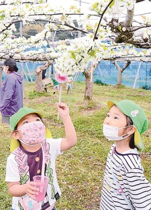 授粉棒で花粉を付ける園児＝出雲市芦渡町