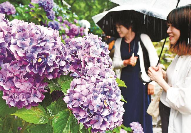 雨に映え美しさが引き立つアジサイ＝松江市外中原町、月照寺