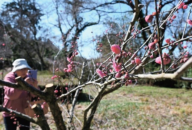 咲き始めた梅の花を撮影する来園者＝浜田市三隅町三隅、梅林公園