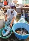 ドジョウの稚魚をビニール袋に入れる組合職員＝安来市西松井町、やすぎどじょうセンター