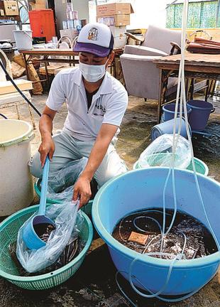 ドジョウの稚魚をビニール袋に入れる組合職員＝安来市西松井町、やすぎどじょうセンター