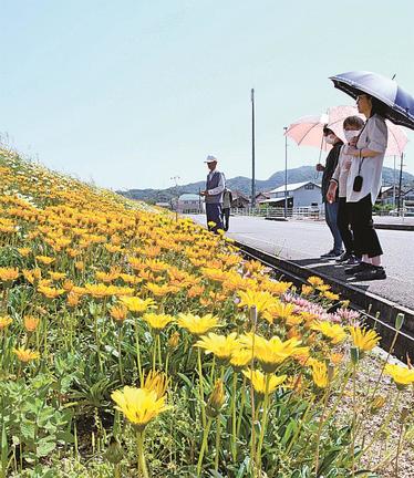 快晴の下、見頃になったガザニアを観賞する住民＝松江市本庄町