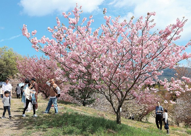 農場内にある多彩なサクラを見学する来場客=松江市上本庄町、島根大本庄総合農場