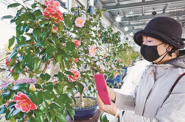 ツバキを撮影する来場者＝出雲市西新町２丁目、しまね花の郷　
