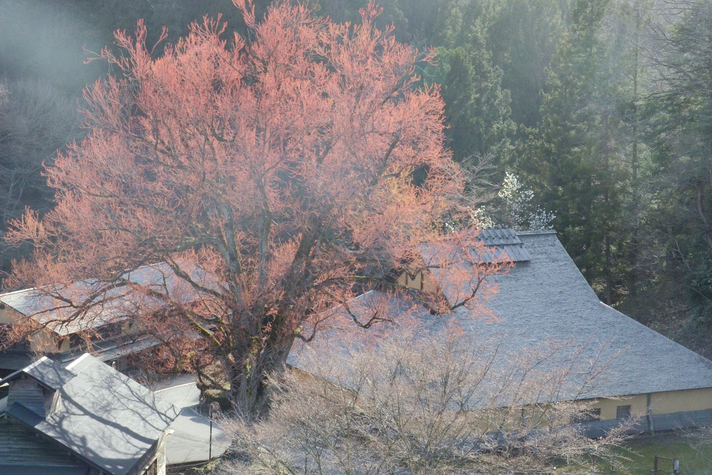 【朝刊先読み！】製鉄の炎のように赤く存在感放つ　雲南・吉田でカツラの木が満開 | 山陰中央新報デジタル