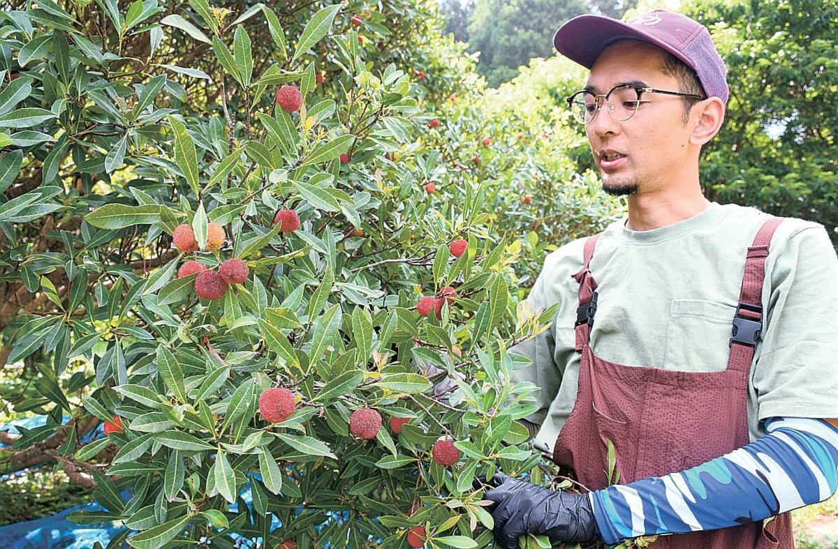 幻の果実・ヤマモモの実豊作 出雲で収穫期迎える | 山陰中央新報デジタル