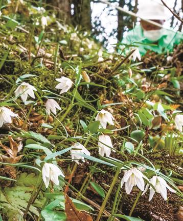 愛らしい白い花を咲かせたイズモコバイモ＝島根県川本町谷戸