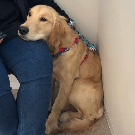 太ももにしこりを発見した飼い主さんはかなり不安になったという/レオンさん(@reon20240518)提供