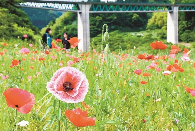 赤や白色の花を咲かせ、見頃を迎えたポピー＝島根県飯南町志津見、東三瓶フラワーバレー