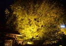浄善寺の大イチョウ＝大田市三瓶町池田
