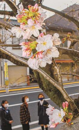 開花したソメイヨシノ＝１５日午後、松江市母衣町、山陰水道工業