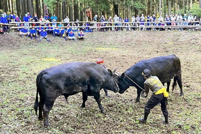 横綱同士の結びの一番を見守る観客＝島根県隠岐の島町上西、佐山牛突き場