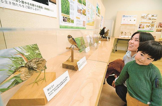 野鳥のはく製などに見入る市民＝境港市上道町、市民図書館