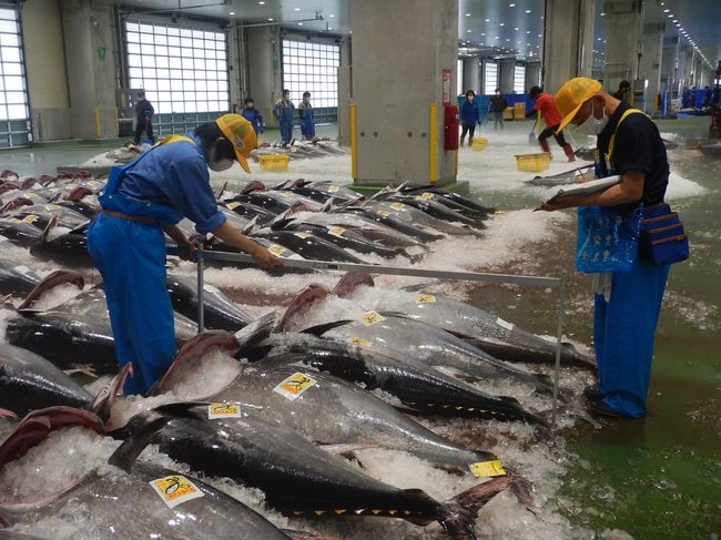 クロマグロの尾叉長を測定する試験場職員＝境港市昭和町、境港水産物地方卸売市場（鳥取県水産試験場提供）