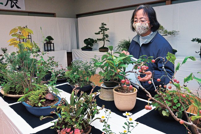 秋の山野草と盆栽を観賞する来場者=出雲市多伎町口田儀、多伎文化伝習館