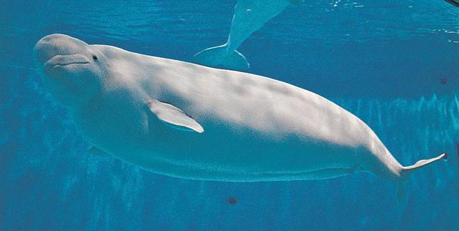 妊娠が確認されたシロイルカのアーリャ＝浜田市・江津市、しまね海洋館アクアス