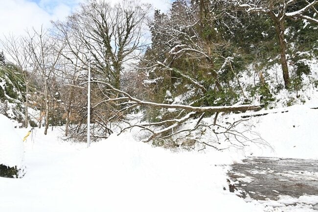 倒木でふさがれた市道＝９日午後１時３３分、安来市広瀬町祖父谷