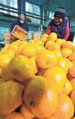 崎みかんの出荷作業に追われる人たち＝島根県海士町崎