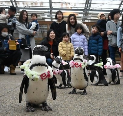ペンギン✕ヘビ 松江フォーゲルパークで散歩、13日まで | 山陰中央