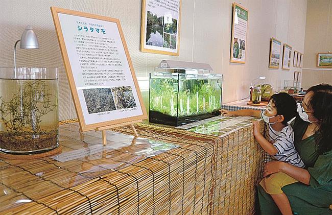 展示されている水草を眺める来場者=米子市彦名新田、米子水鳥公園ネイチャーセンター