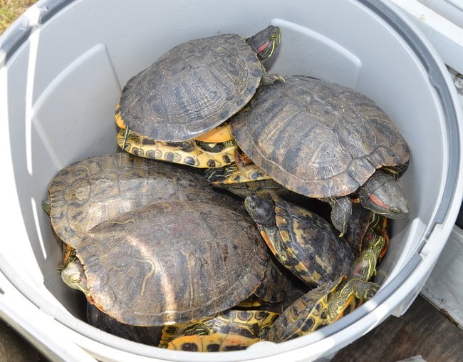 まつえワニの会が捕獲したアカミミガメ。松江市内には一日でポリバケツがいっぱいになるほどの数が生息する