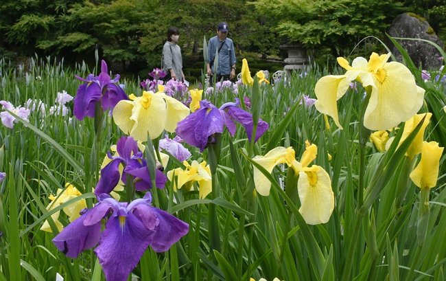 見頃を迎えたハナショウブを楽しむ来園者＝雲南市木次町平田、石照庭園