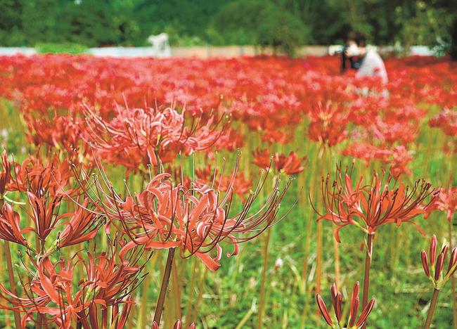 見頃を迎えたヒガンバナ＝島根県吉賀町蔵木、
