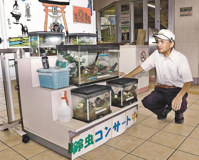 駅構内で美しい音色を響かせるスズムシを眺める南谷茂さん＝益田市駅前町、ＪＲ益田駅