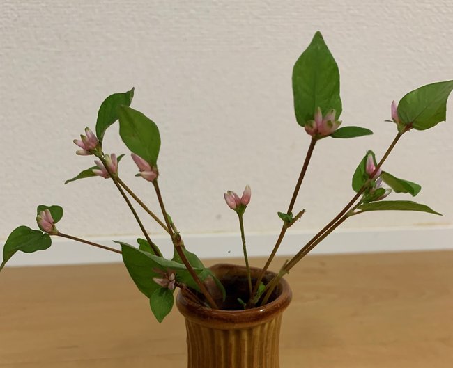 畑で摘んだミゾソバ。かわいらしいピンク色の花を咲かせる＝出雲市内