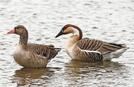 米子水鳥公園を寄り添って行動するハイイロガン（左）とサカツラガン＝米子市彦名新田（米子水鳥公園提供）