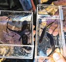 
          
観察会で発見したサンインサンショウウオ＝鳥取県南部町内
        