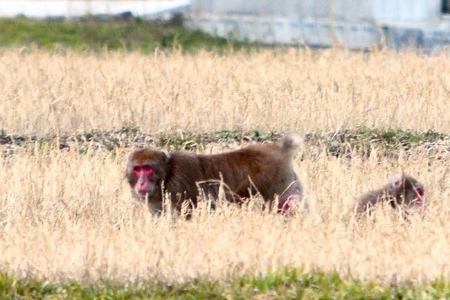 人里に姿を現したニホンザル＝島根県川本町内（島根県中山間地域研究センター提供）