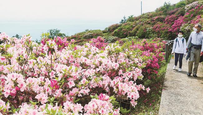 美保湾を背景に見頃を迎えたツツジ＝松江市美保関町美保関