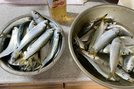 コノシロが30匹以上釣れた
