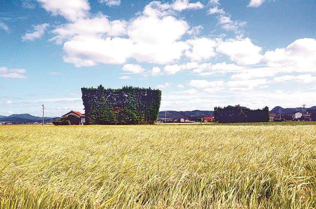 黄金に輝く稲穂と、唯一無二の田園風景をつくり出す築地松＝出雲市斐川町三分市
