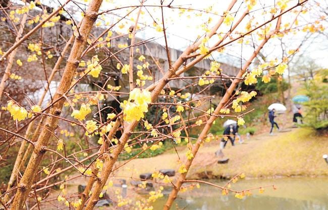 甘い香りを漂わせるロウバイ＝鳥取県南部町鶴田、とっとり花回廊