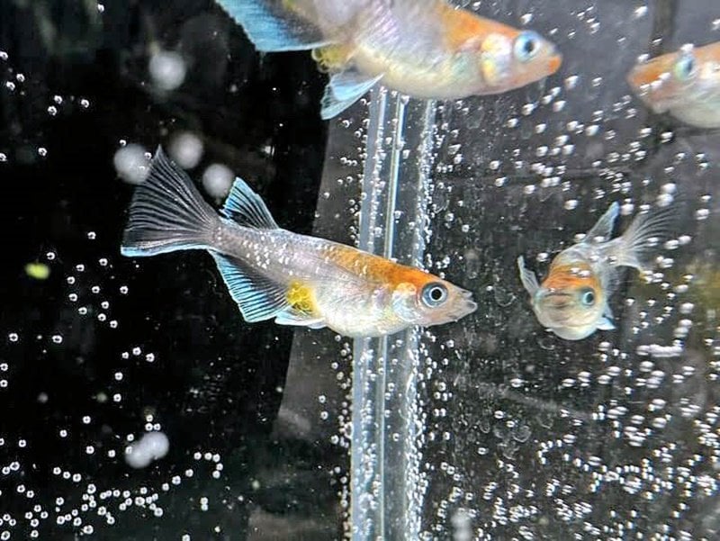 メダカ1匹100万円！ 10年以上飼育する「俺たちメダカ族」さんに 