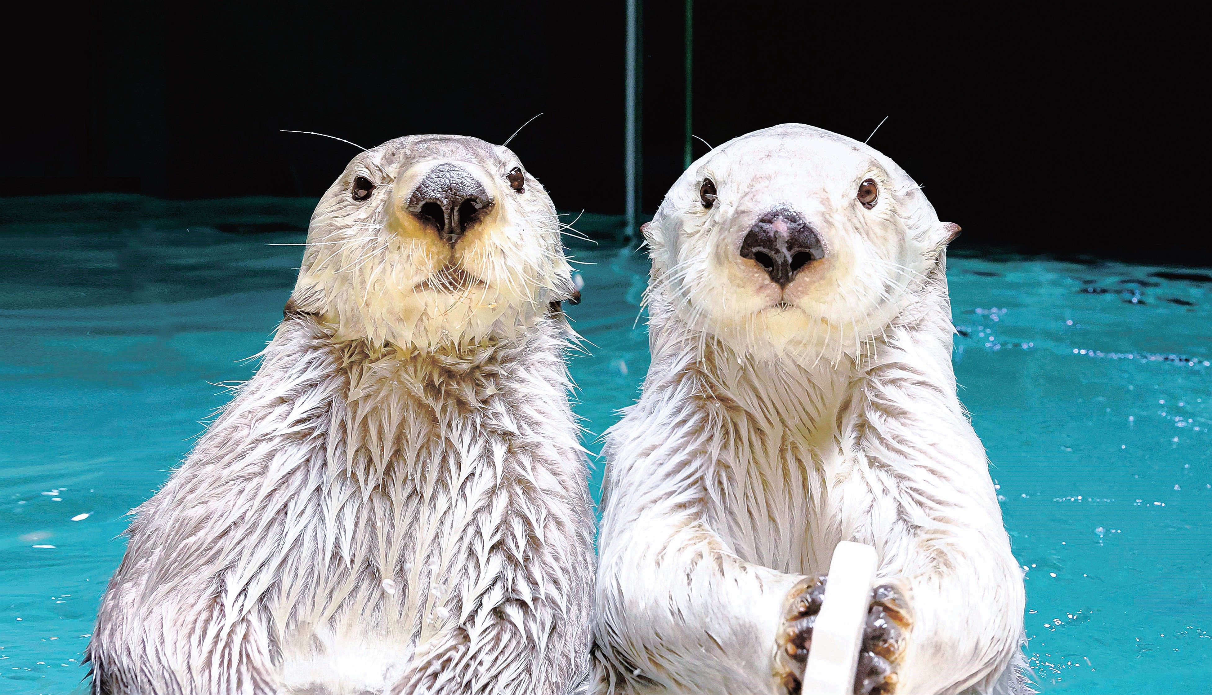 絶滅危惧、ラッコSOS 世界で激減 輸入規制、繁殖も困難 国内水族館