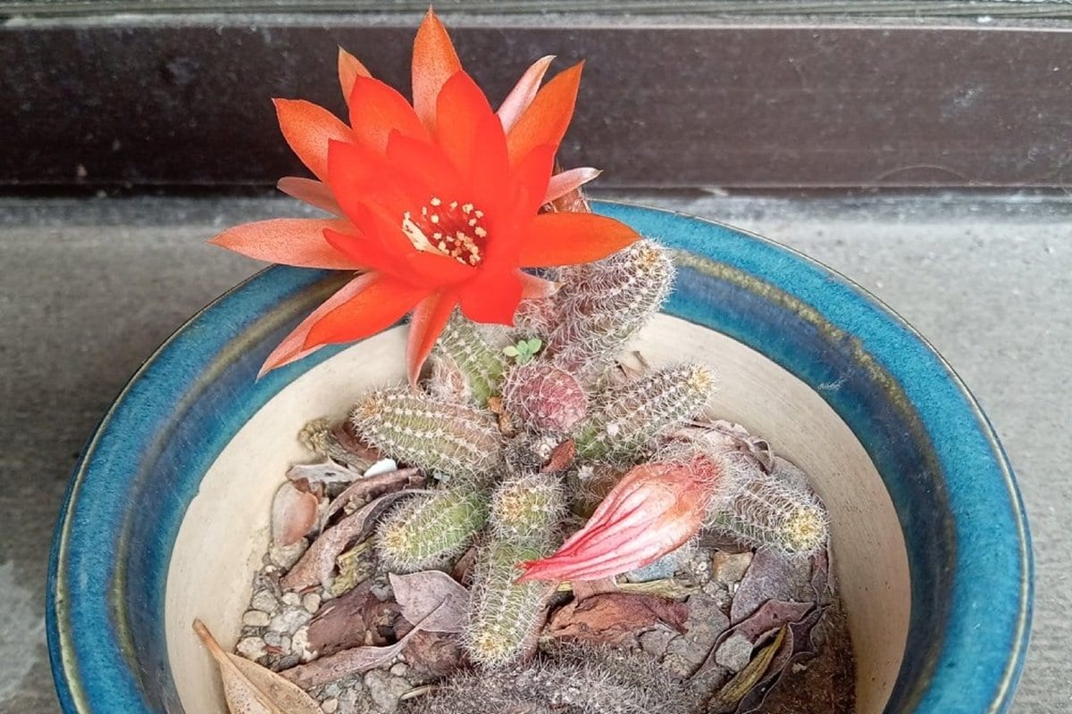 明窓・ままならない「サボテンの花」 | 山陰中央新報デジタル