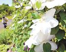 咲き誇るクレマチス＝鳥取県南部町鶴田、とっとり花回廊