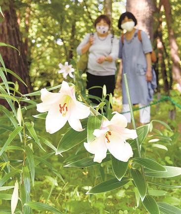 鳥取県立フラワーパーク「とっとり花回廊」で見頃を迎えたササユリ＝同県南部町鶴田