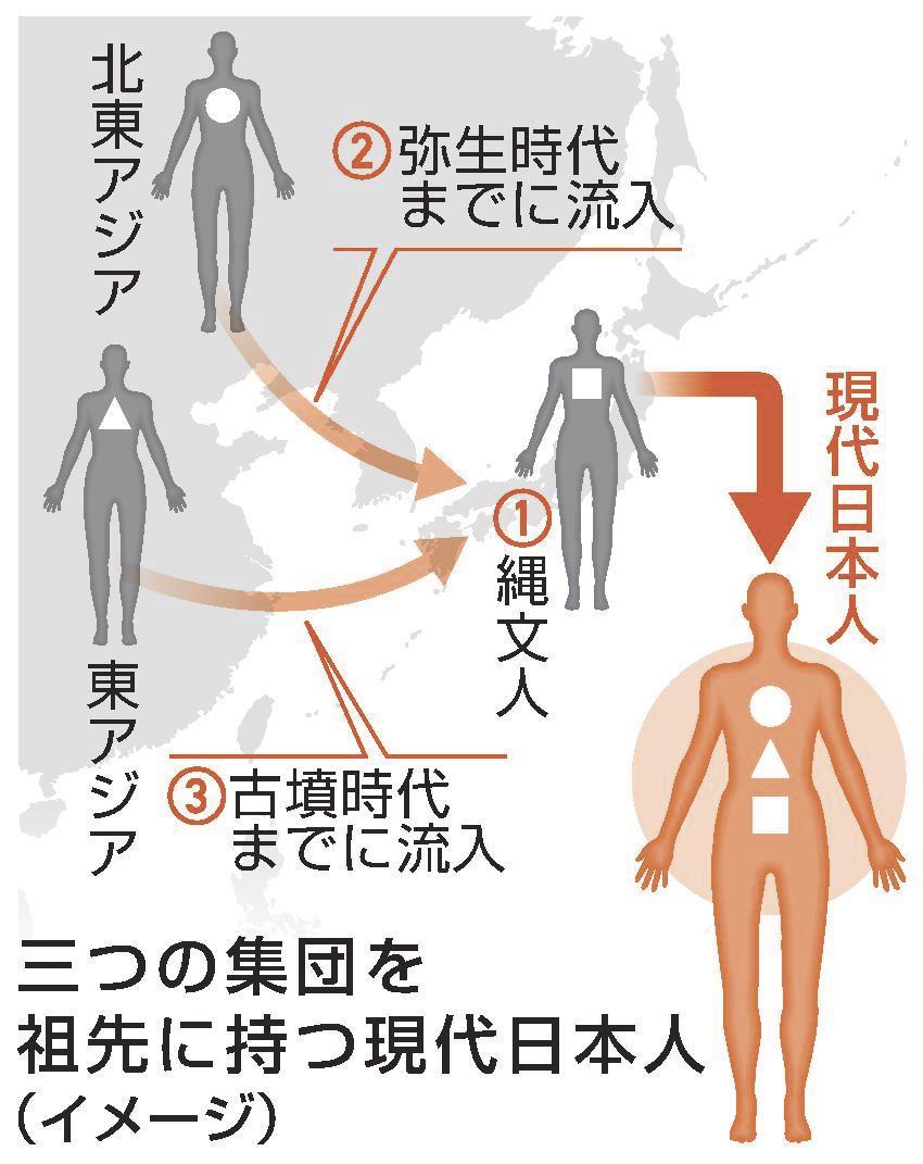 日本人ゲノムは三重構造 鳥取大など国際研究チーム 遺跡人骨解析、定説に一石 山陰中央新報デジタル