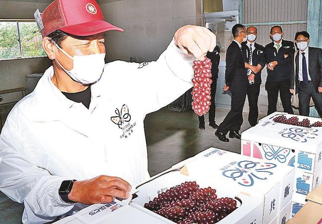 初出荷となった「デラウェア」の仕上がりを確認する検査員＝益田市喜阿弥町、ＪＡしまね喜阿弥ぶどう集荷所
